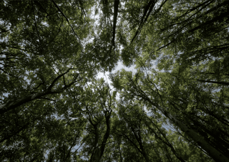 El bosque-Santa Fe-Areas comunes1